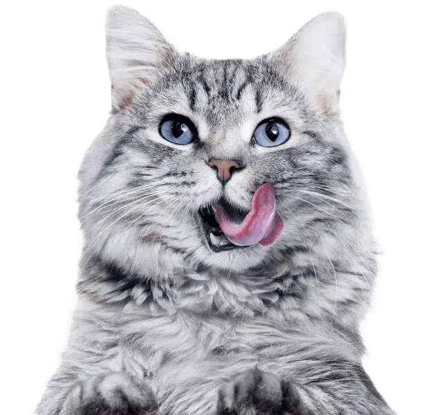 Meatly Cat